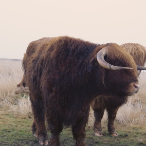 Highland Guardians