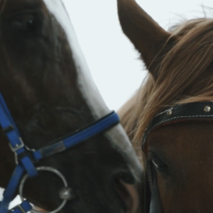 Equine Connection – Close-Up of Two Horses in Harness