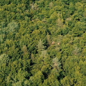 endless Canopy – Aerial View of Dense Summer Forest