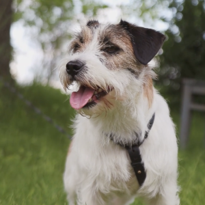 Happy Explorer – Jack Russell Terrier in Summer Grass