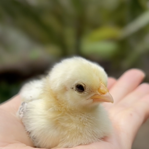 Tiny Wonder – Close-Up of Baby Chick in Hand